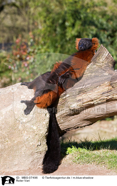 Roter Vari / red ruffed lemur / MBS-07496