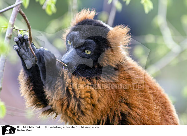 Roter Vari / red ruffed lemur / MBS-09394