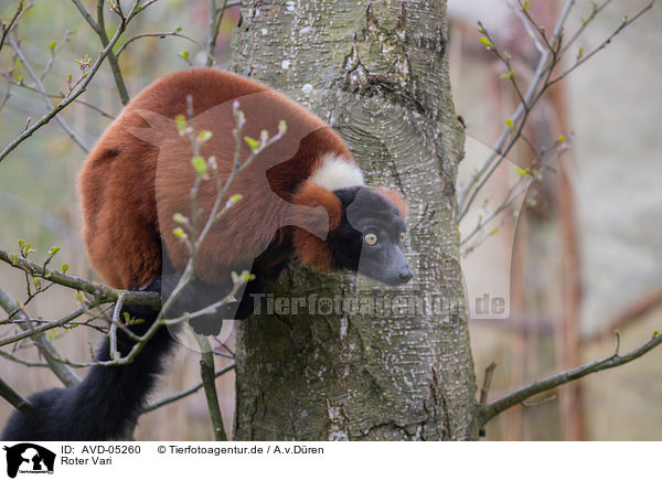 Roter Vari / red ruffed lemur / AVD-05260
