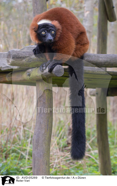 Roter Vari / red ruffed lemur / AVD-05269