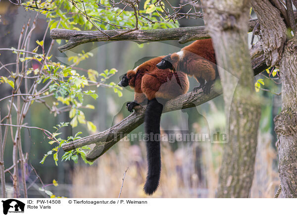 Rote Varis / red ruffed lemurs / PW-14508