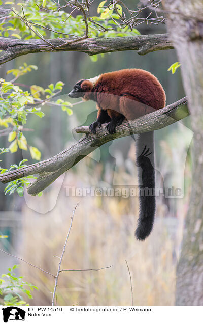 Roter Vari / red ruffed lemur / PW-14510