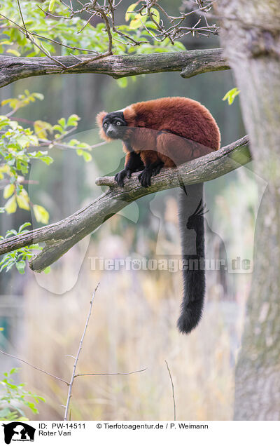 Roter Vari / red ruffed lemur / PW-14511