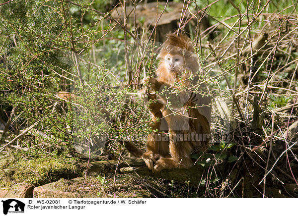 Roter javanischer Langur / red Javan Langur / WS-02081