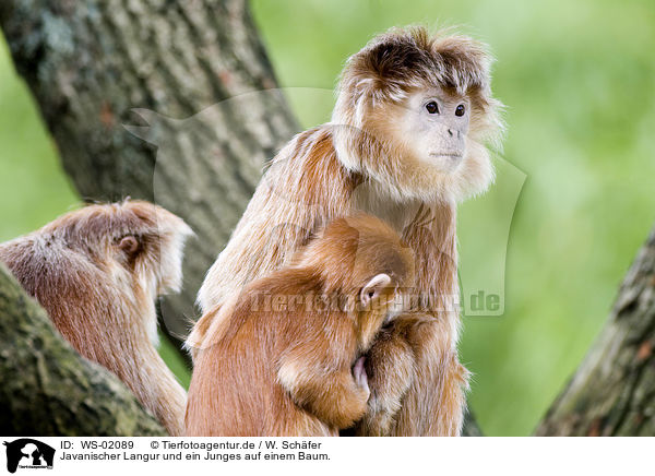 Javanischer Langur und ein Junges auf einem Baum. / Javan Langur / WS-02089