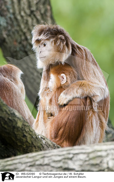 Javanischer Langur und ein Junges auf einem Baum. / WS-02090