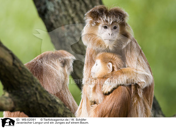 Javanischer Langur und ein Junges auf einem Baum. / Javan Langur / WS-02091