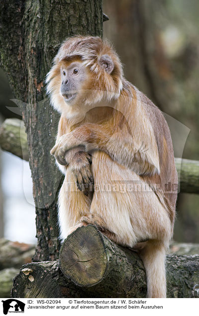 Javanischer angur auf einem Baum sitzend beim Ausruhen / Javan Langur / WS-02094