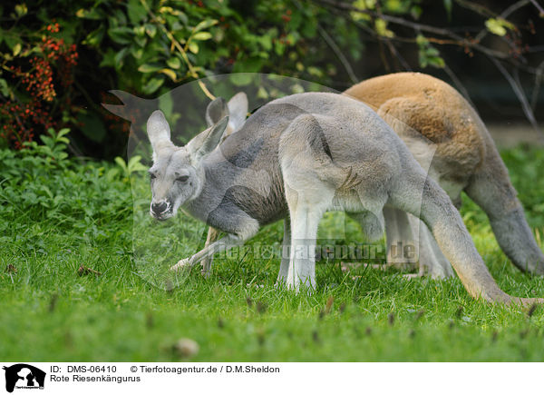 Rote Riesenkngurus / big red kangaroos / DMS-06410