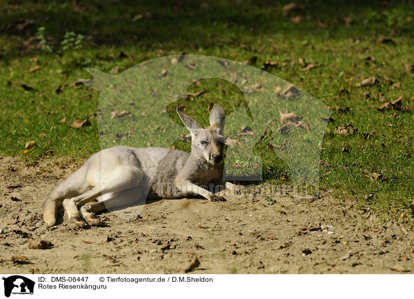Rotes Riesenknguru / big red kangaroo / DMS-06447