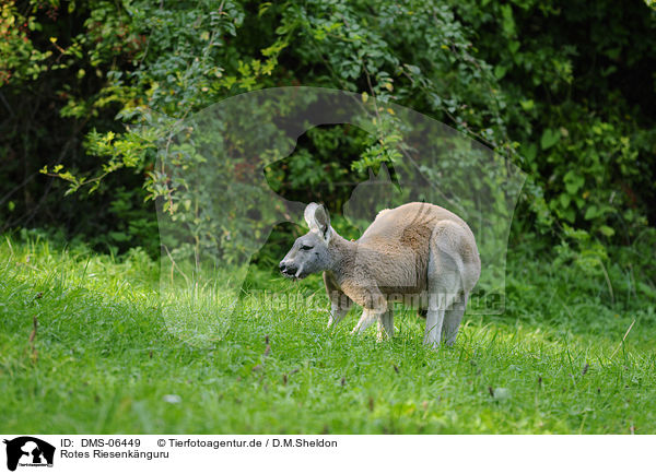 Rotes Riesenknguru / big red kangaroo / DMS-06449