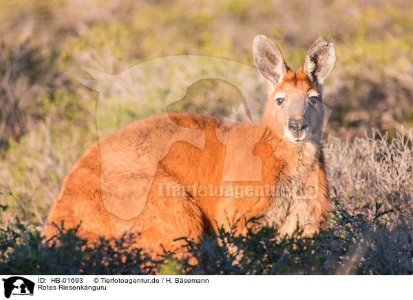 Rotes Riesenknguru / big red kangaroo / HB-01693
