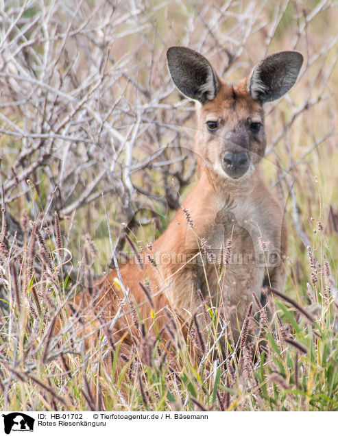 Rotes Riesenknguru / big red kangaroo / HB-01702