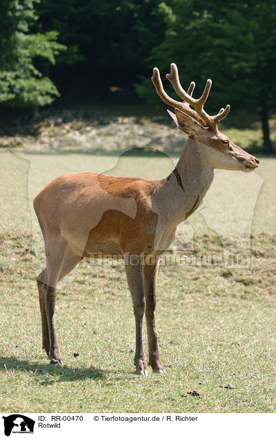 Rotwild / red deer / RR-00470