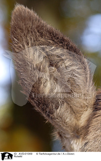 Rotwild / red deer / AVD-01069