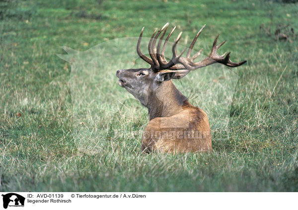 liegender Rothirsch / lying red deer / AVD-01139