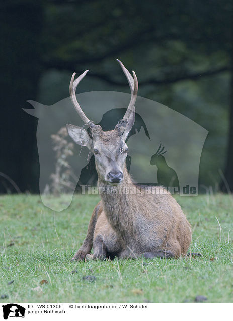 junger Rothirsch / young red deer / WS-01306