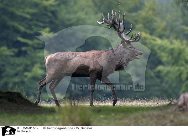 Rothirsch / red deer / WS-01539