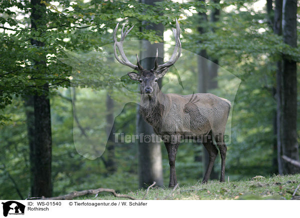 Rothirsch / red deer / WS-01540