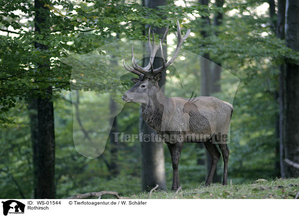 Rothirsch / red deer / WS-01544