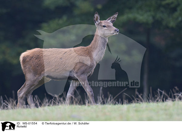 Rotwild / red deer / WS-01554