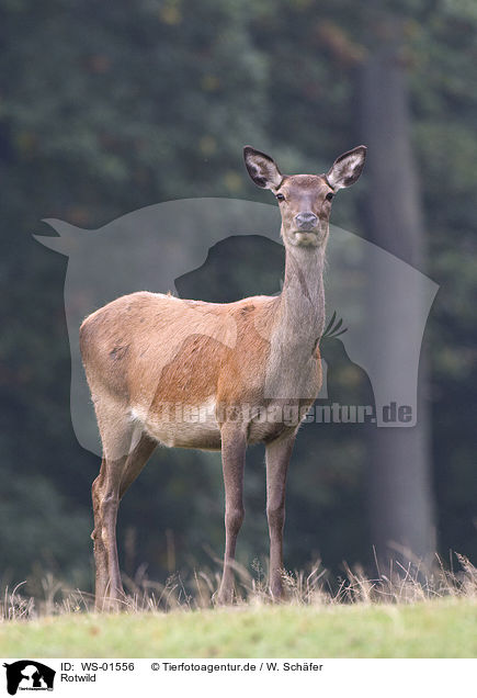 Rotwild / red deer / WS-01556