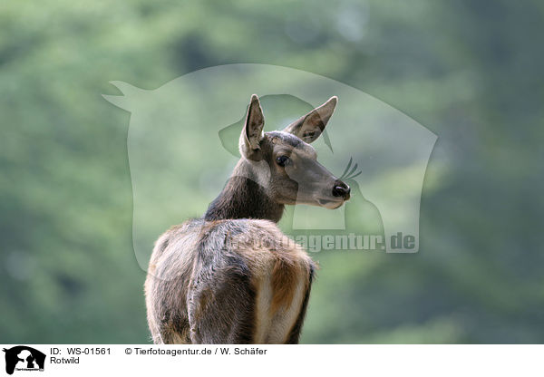 Rotwild / red deer / WS-01561
