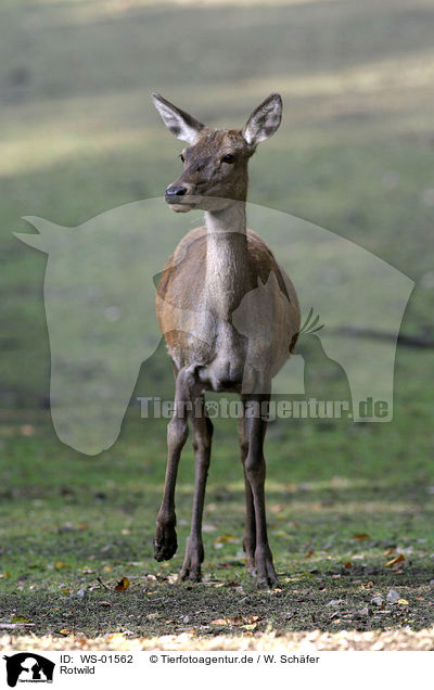 Rotwild / red deer / WS-01562