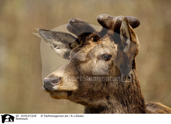 Rothirsch / Red Deer / AVD-01229