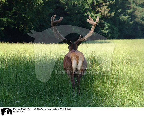 Rothirsch / red deer / WJP-01168