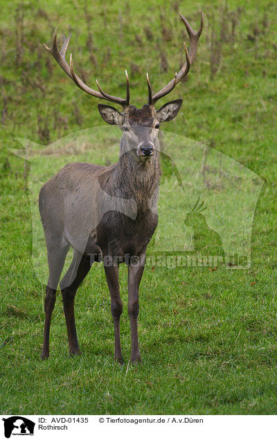 Rothirsch / Red Deer / AVD-01435