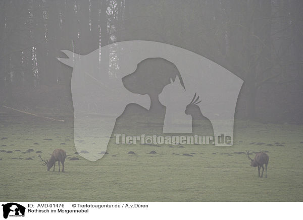 Rothirsch im Morgennebel / red deer / AVD-01476