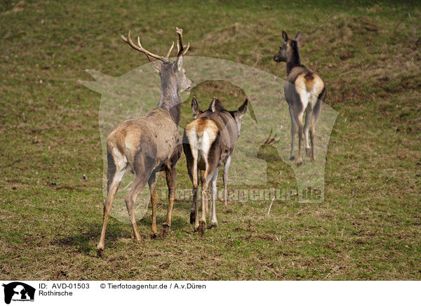 Rothirsche / red deers / AVD-01503