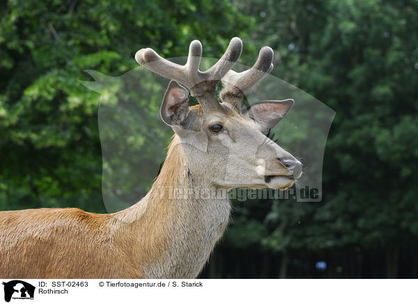 Rothirsch / red deer / SST-02463
