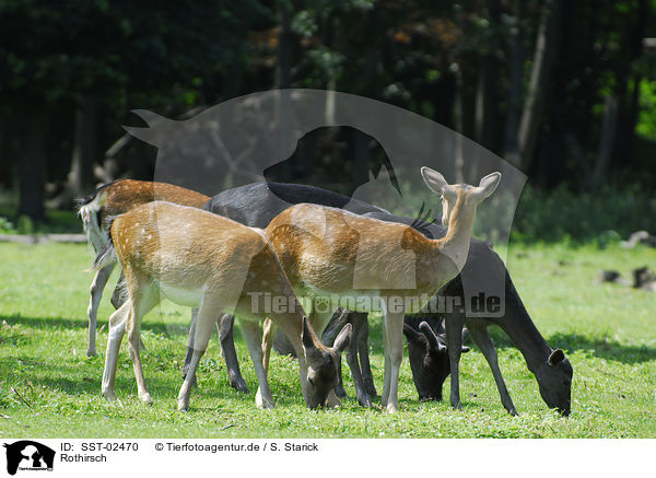 Rothirsch / red deer / SST-02470