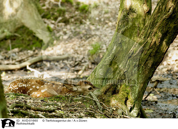 Rothirschkalb / calf / AVD-01660