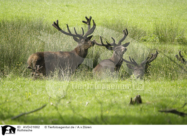 Rothirsche / AVD-01662