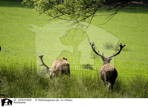 Rothirsche / AVD-01664