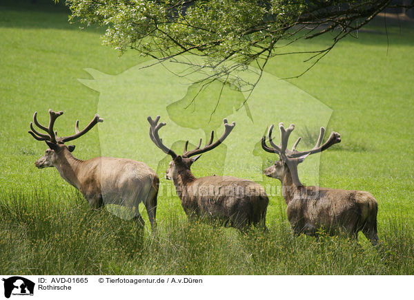 Rothirsche / AVD-01665
