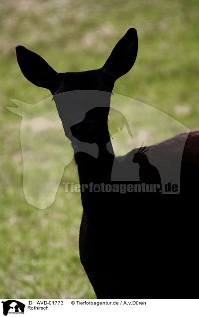 Rothirsch / red deer / AVD-01773