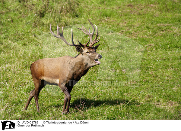 rhrender Rothirsch / red deer / AVD-01783