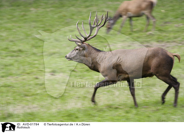 Rothirsch / red deer / AVD-01784