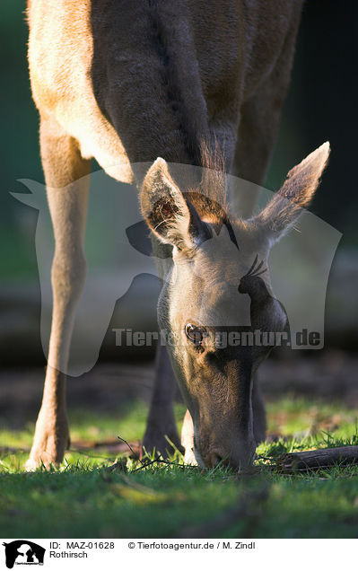 Rothirsch / MAZ-01628