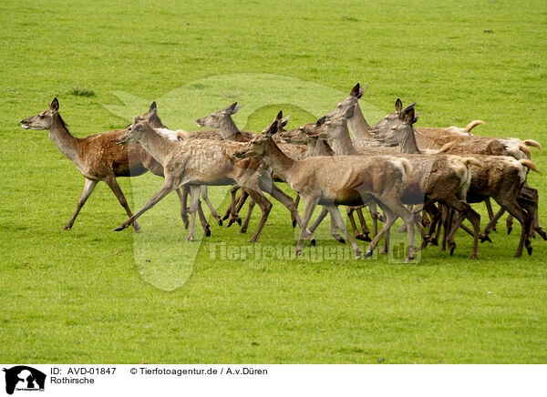 Rothirsche / red deers / AVD-01847