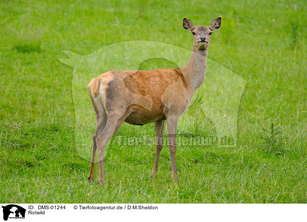 Rotwild / red deer / DMS-01244