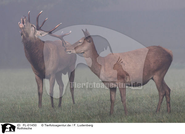 Rothirsche / red deers / FL-01450
