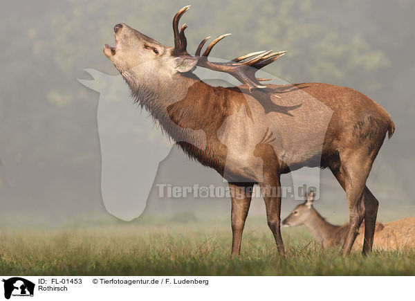 Rothirsch / red deer / FL-01453