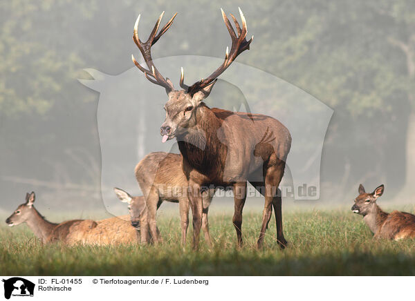 Rothirsche / red deers / FL-01455