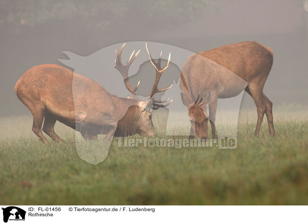 Rothirsche / red deers / FL-01456