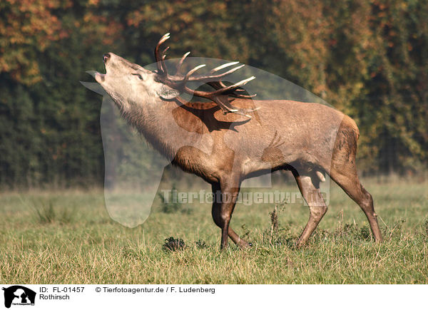 Rothirsch / red deer / FL-01457